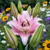 Crin Elodie – Roz (bulb) Crin Elodie – Roz (bulb)