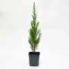 Chiparos Leylandii 40-50 cm