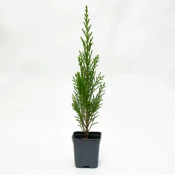 Chiparos Leylandii 40-50 cm