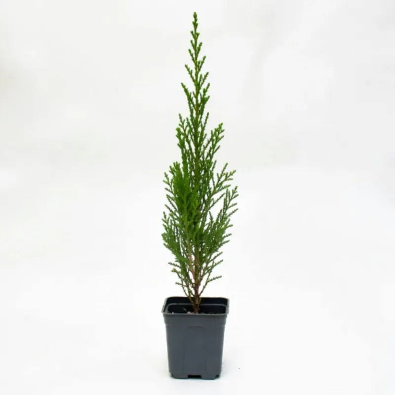 Chiparos Leylandii 40-50 cm
