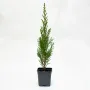 Chiparos Leylandii 40-50 cm