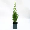 Chiparos Leylandii 40-50 cm