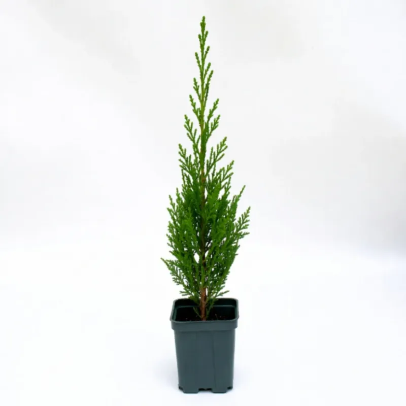 Chiparos Leylandii 40-50 cm