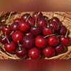 Cireș Van (Rădăcină Nudă)