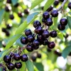 Cireș Durone Negru (Rădăcină Nudă) Cireș Durone Negru (Rădăcină Nudă)