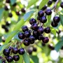 Cireș Durone Negru (Rădăcină Nudă)