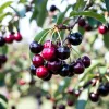Cireș Durone Negru (Rădăcină Nudă) Cireș Durone Negru (Rădăcină Nudă)