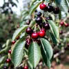 Cireș Durone Negru (Rădăcină Nudă) Cireș Durone Negru (Rădăcină Nudă)