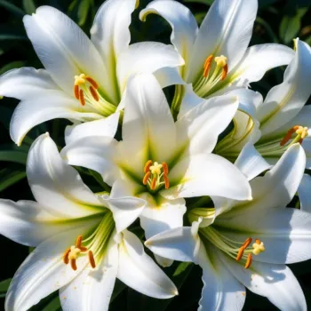 Crin Candidum – Alb(bulb)
