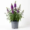 Liliac de Vară Buddleja Mov 20-40 cm
