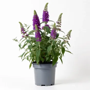 Liliac de Vară Buddleja Mov 20-40 cm