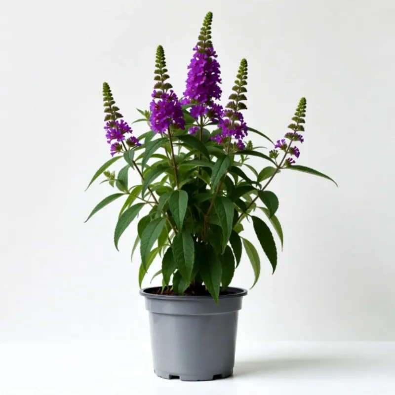 Liliac de Vară Buddleja Mov 20-40 cm