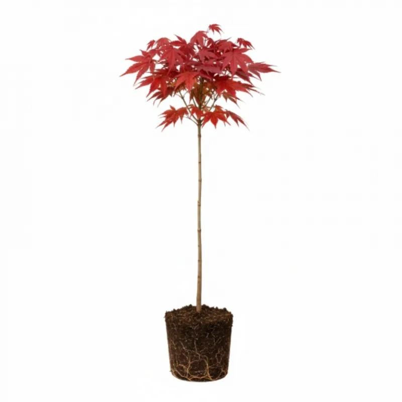 Artar Rosu 80-100 cm