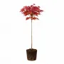 Artar Rosu 80-100 cm