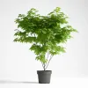 Arțar Japonez Verde Arțar Japonez Verde