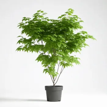 Arțar Japonez Verde