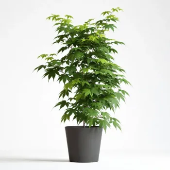 Arțar Japonez Verde