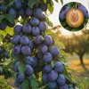 Prun Cacanska Lepotika (Rădăcină Nudă)