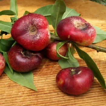 Nectarin Plat Saturnia (Rădacina Nudă)
